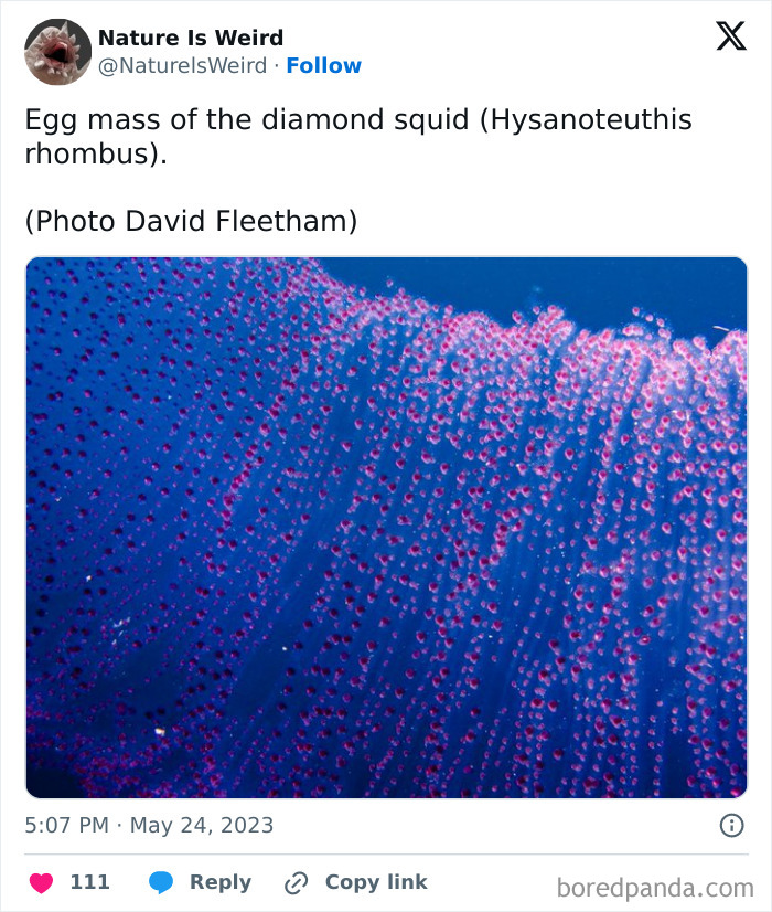 Diamond squid egg mass glowing underwater in nature is weird photography