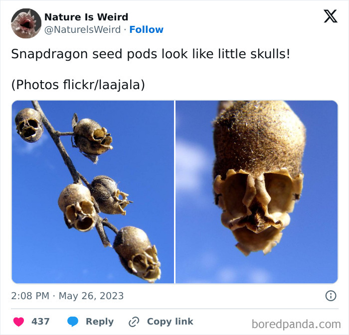 Snapdragon seed pods resembling little skulls in nature is weird photo