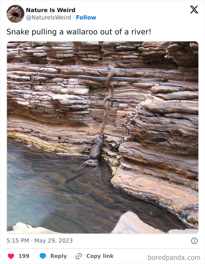 Snake pulling a wallaroo out of a river illustrating nature is weird scene