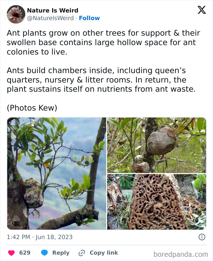 Ant plants with swollen bases housing ant colonies in nature is weird photo