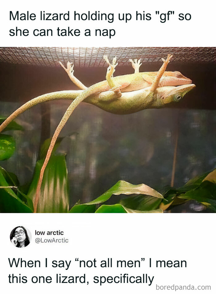 Male lizard holding female lizard to let her nap funny lizard meme