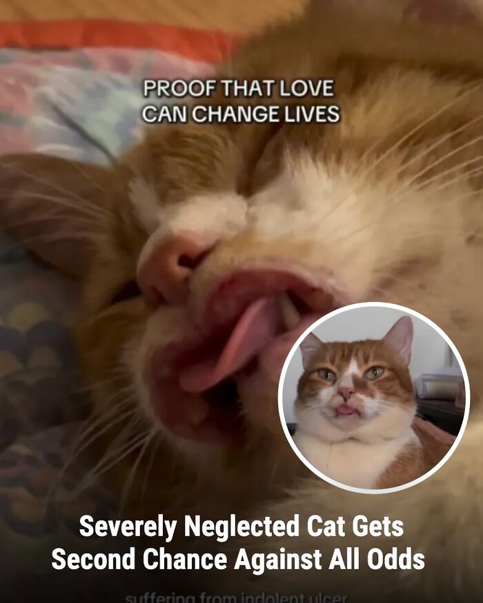 These Rescue Animal Stories From This Facebook Page Are Breaking Hearts And Restoring Faith In Humanity (31 Stories)
