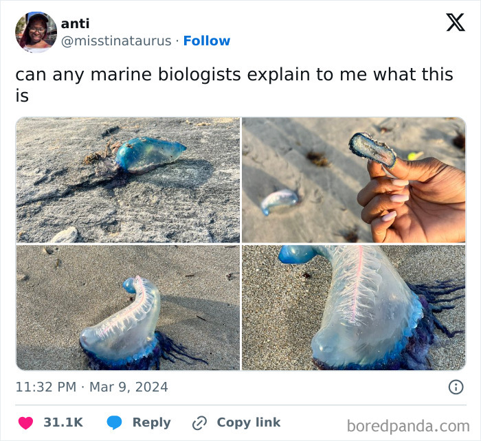 Portuguese man o' war jellyfish washed ashore on beach