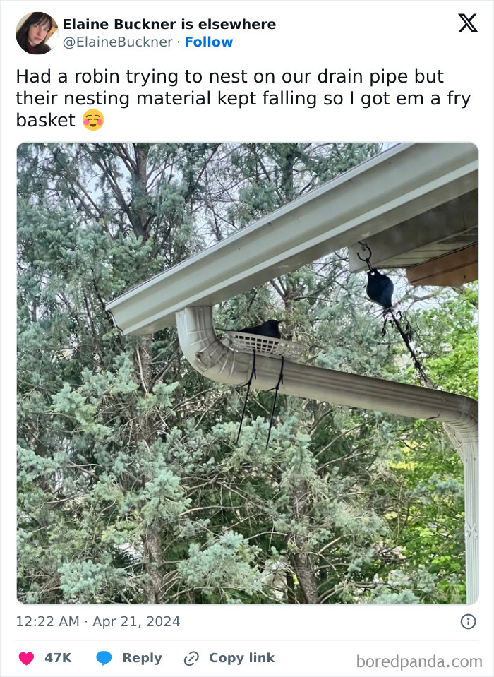 A wholesome meme: A tweet by Elaine Buckner showing a bird nesting in a fry basket attached to a drainpipe.
