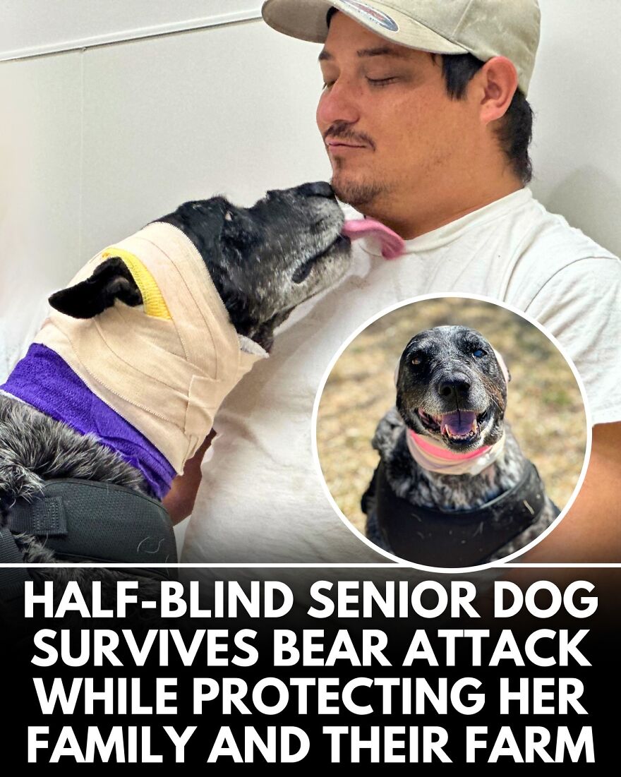 30 Heartwarming Dog Stories That Prove Kindness Still Exists In The World