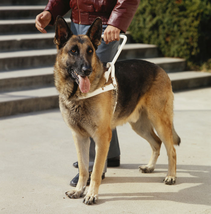 Got Screamed At By A Mom After I Wouldn't Let Her Kid Pet My Service Dog