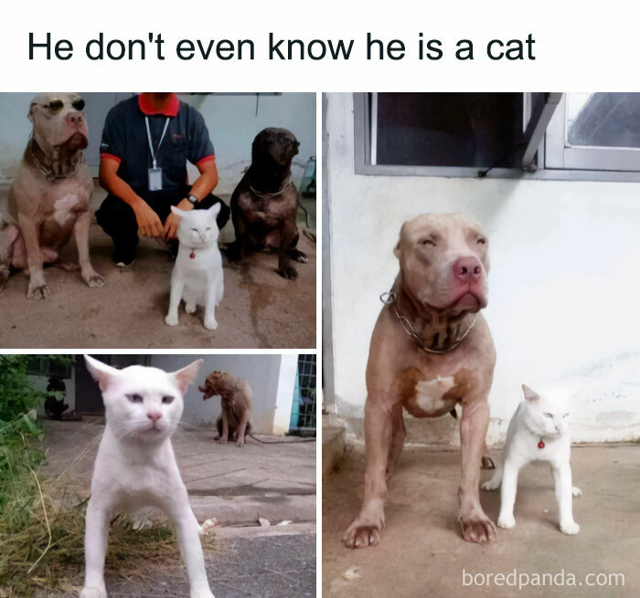 White cat standing confidently next to two dogs meme