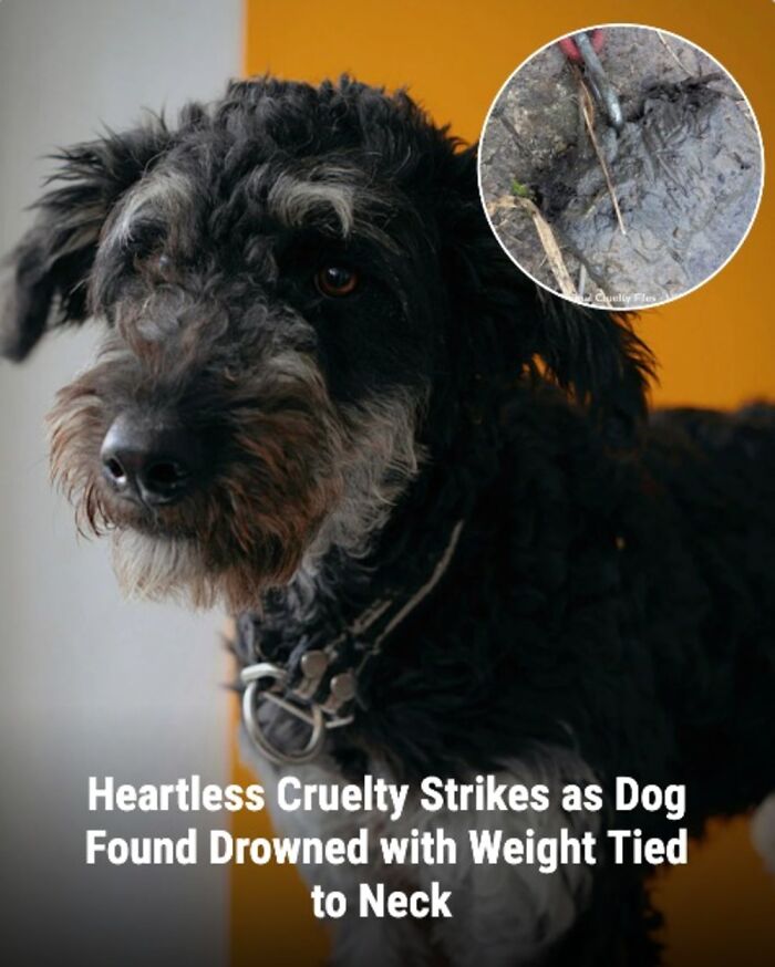 These Rescue Animal Stories From This Facebook Page Are Breaking Hearts And Restoring Faith In Humanity (31 Stories)