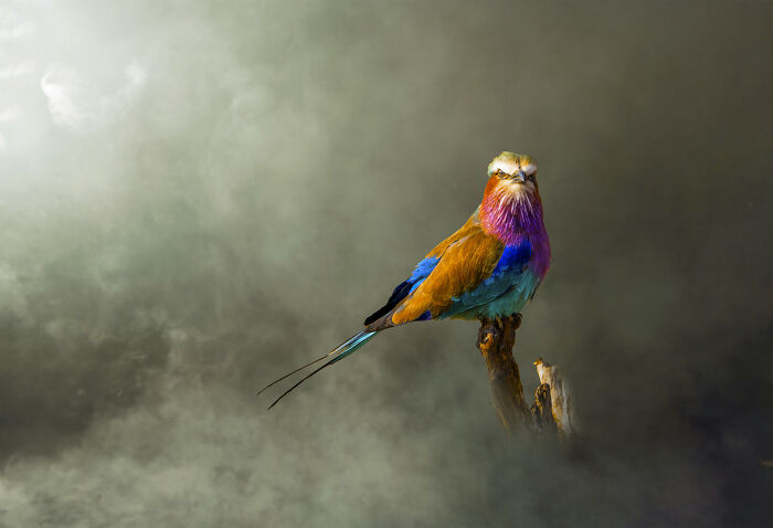 20 Stunning Animal Photos From Life Framer’s 2026 Animal Kingdom Competition