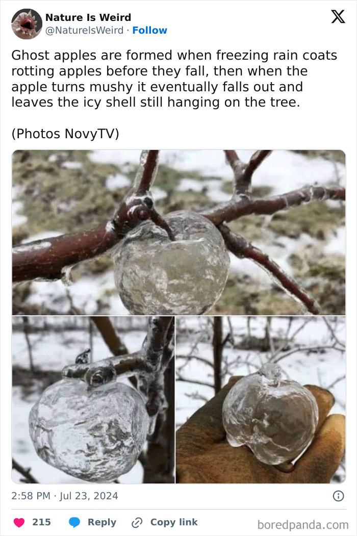 Ghost apples formed by freezing rain on rotting apples nature is weird