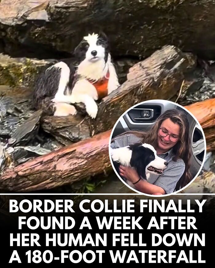 From Rescue Miracles To Emotional Reunions: 32 New Dog Stories Shared By 'We Rate Dogs'