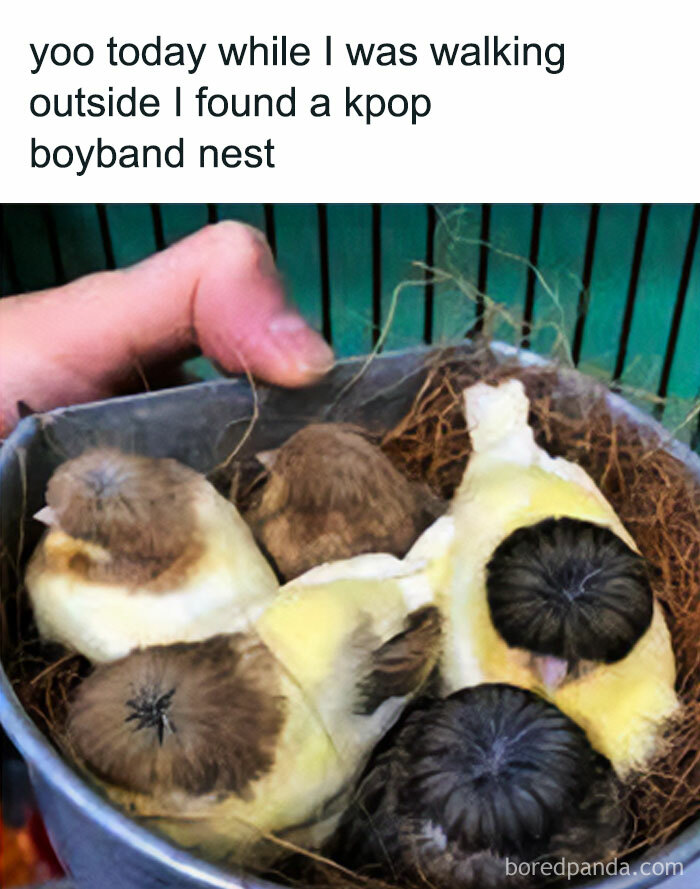 Nest with birds compared to kpop boyband in funny animal meme