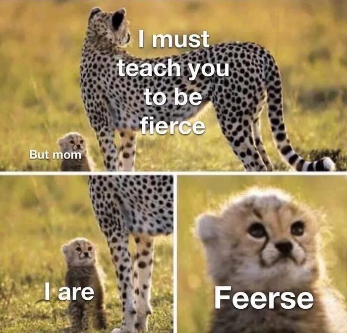 Wholesome-Memes-Memeuplift