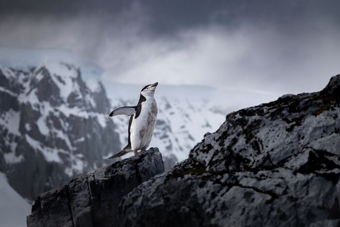 20 Stunning Animal Photos From Life Framer’s 2026 Animal Kingdom Competition