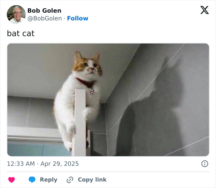 A cat creating a bat-like shadow on the wall, showing its adorable, weird, and emotionally manipulative nature.