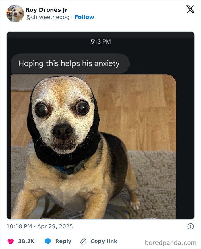 Funny fail of a dog wearing a hood to ease anxiety with wide eyes