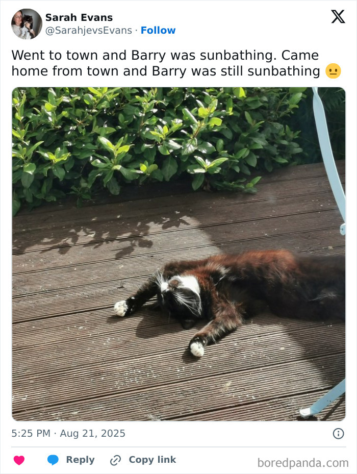 Black and white cat named Barry sunbathing on a wooden deck