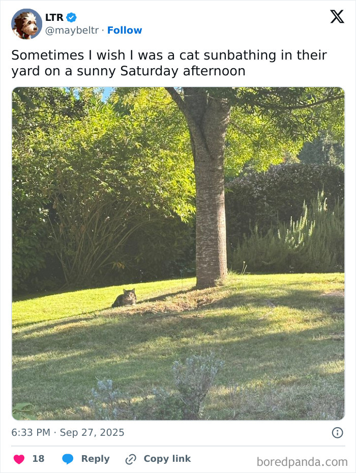 Cat sunbathing alone on grass near a tree on a sunny day