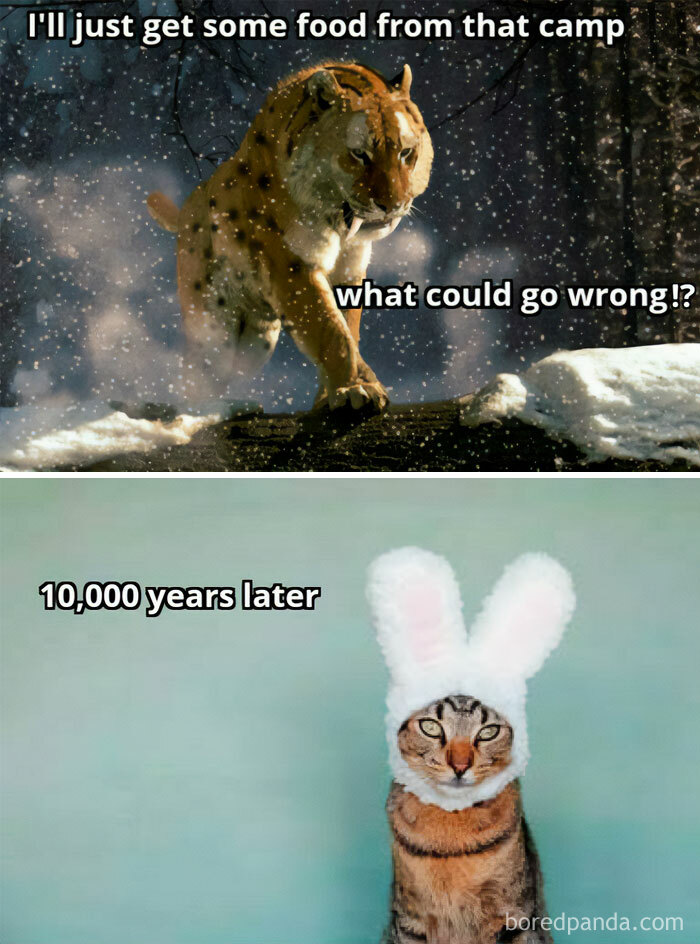 Tiger approaching camp, cat dressed as bunny 10,000 years later meme
