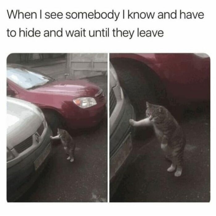 41 Cat Posts Shared By This Page That Are Funny, Sweet, And Spot On