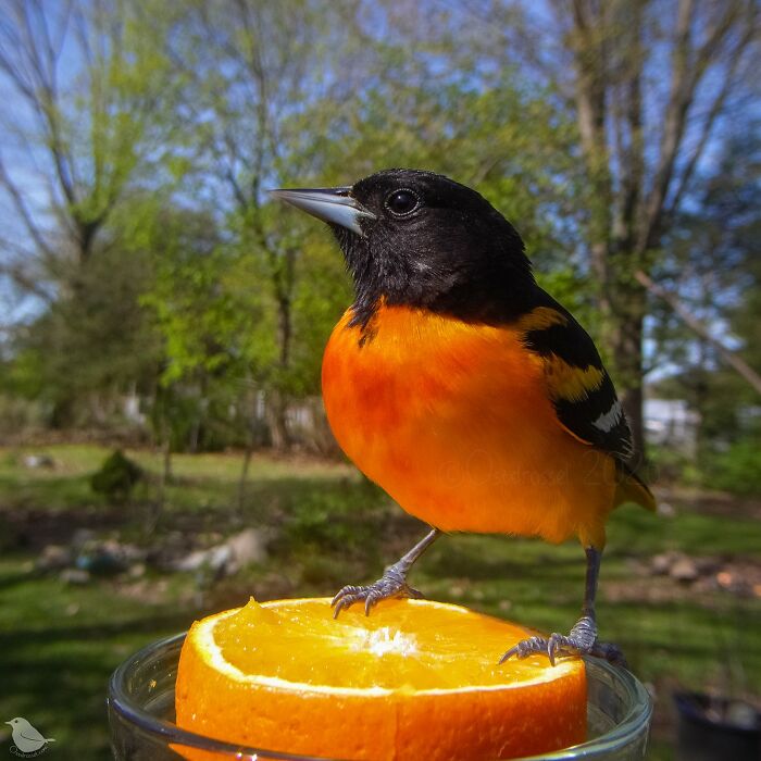 This Photographer’s Backyard Bird Camera Turns Tiny Visitors Into Hilarious Little Celebrities (30 New Pics)- Interview