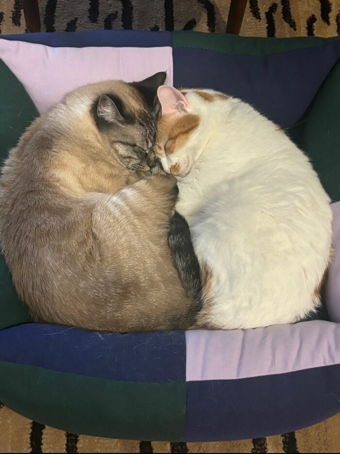 40 Chaotic, Hilarious, And Ridiculously Cute Cat Photos To Help You De-Stress