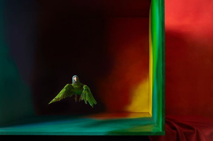 20 Stunning Animal Photos From Life Framer’s 2026 Animal Kingdom Competition