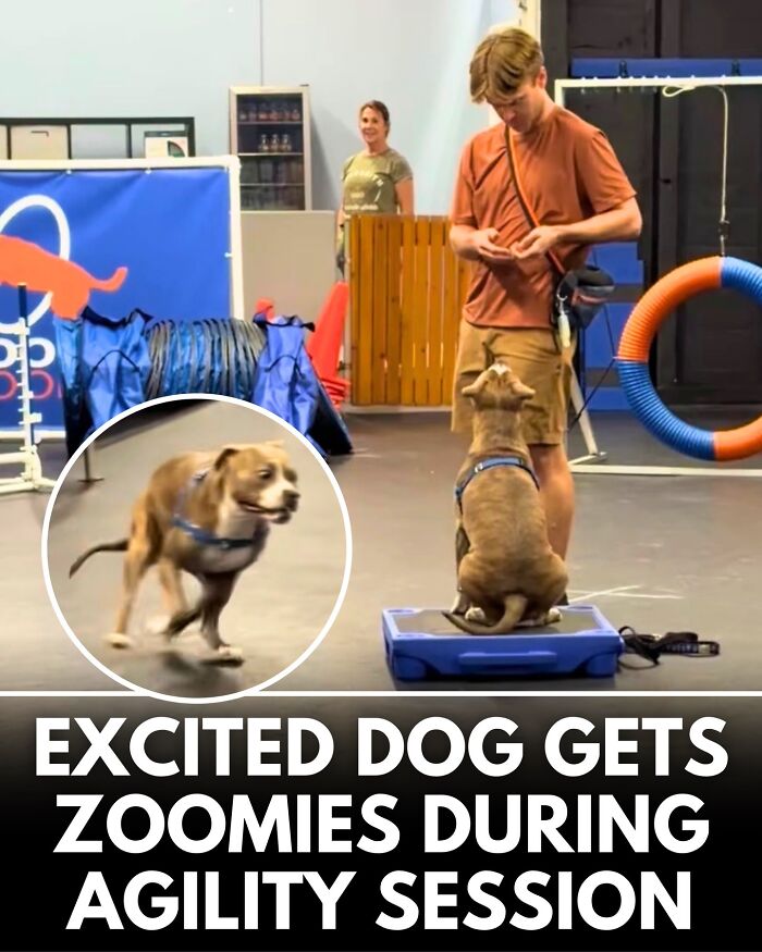 From Rescue Miracles To Emotional Reunions: 32 New Dog Stories Shared By 'We Rate Dogs'