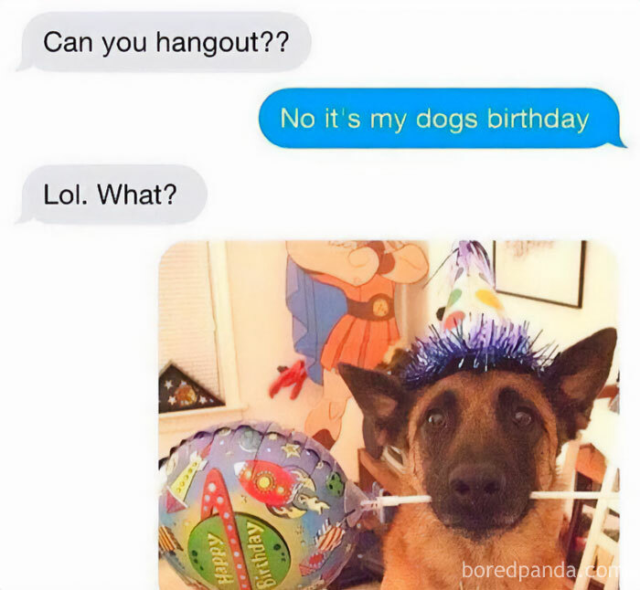 Dog wearing party hat for birthday in funny animal meme text chat