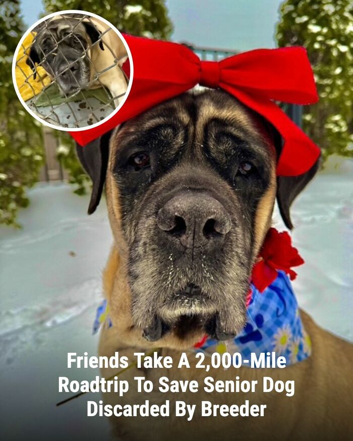 These Rescue Animal Stories From This Facebook Page Are Breaking Hearts And Restoring Faith In Humanity (31 Stories)