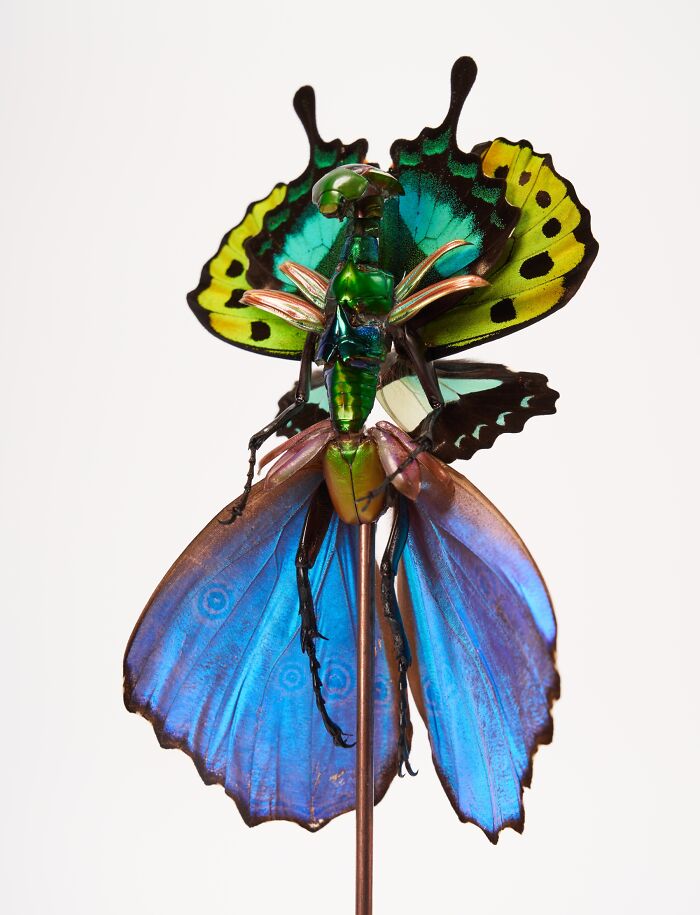 Here Are 18 Surreal Bug Fairies Made From Dead Insects Made By This Amsterdam-Based Artist