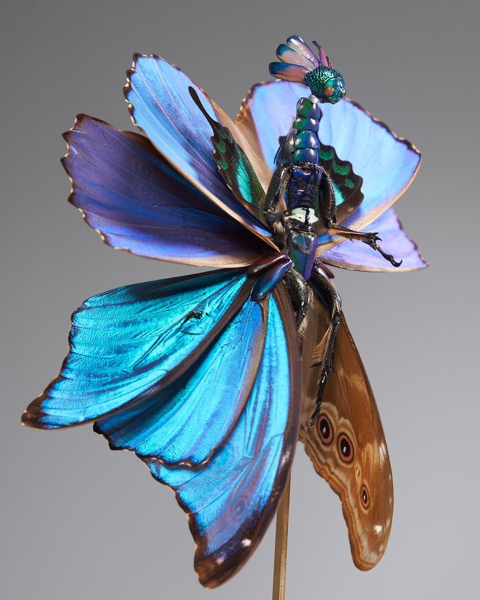 Here Are 18 Surreal Bug Fairies Made From Dead Insects Made By This Amsterdam-Based Artist