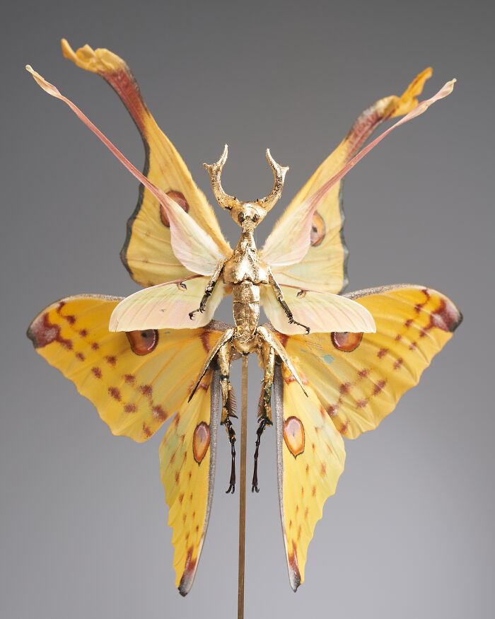 Here Are 18 Surreal Bug Fairies Made From Dead Insects Made By This Amsterdam-Based Artist