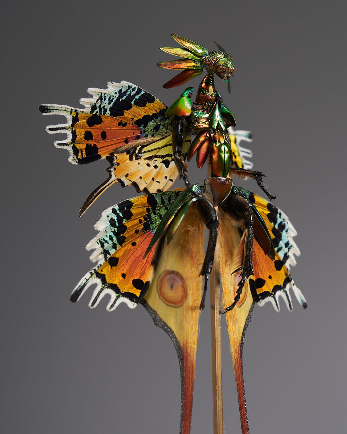 Here Are 18 Surreal Bug Fairies Made From Dead Insects Made By This Amsterdam-Based Artist