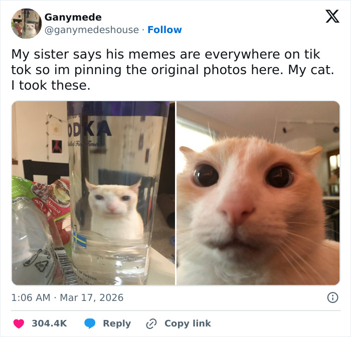 A funny cat photo showing two images: a cat peering from a bottle, and a close-up of the cat's adorable face.