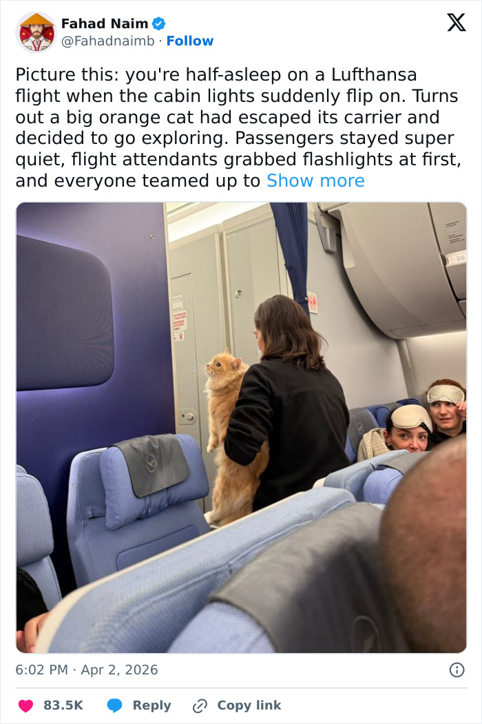 A person holding an adorable orange cat in an airplane aisle, while passengers in eye masks look on. This tweet confirms cats are weird.