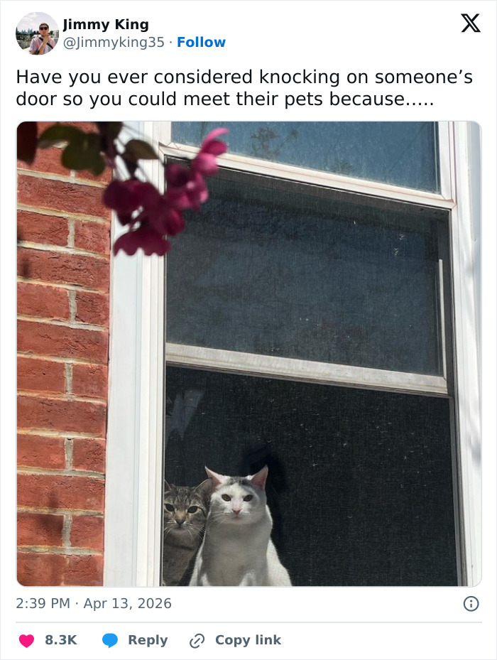 Two cats looking out a window, one white and one tabby, illustrating how cats are adorable, weird, and emotionally manipulative.