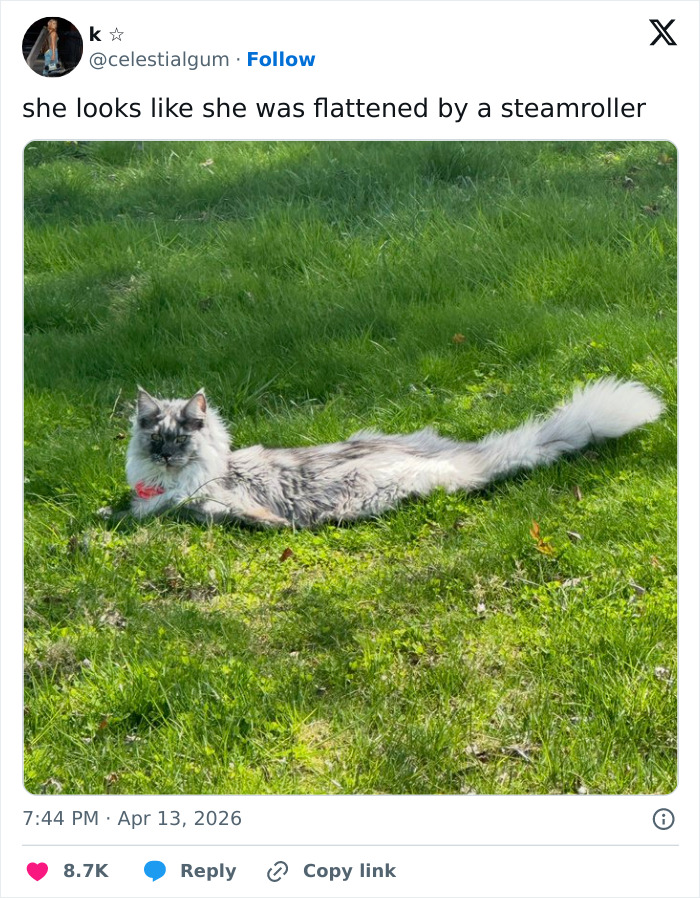 A funny tweet showing a long-haired cat lying stretched out on green grass, confirming cats are adorable and weird.