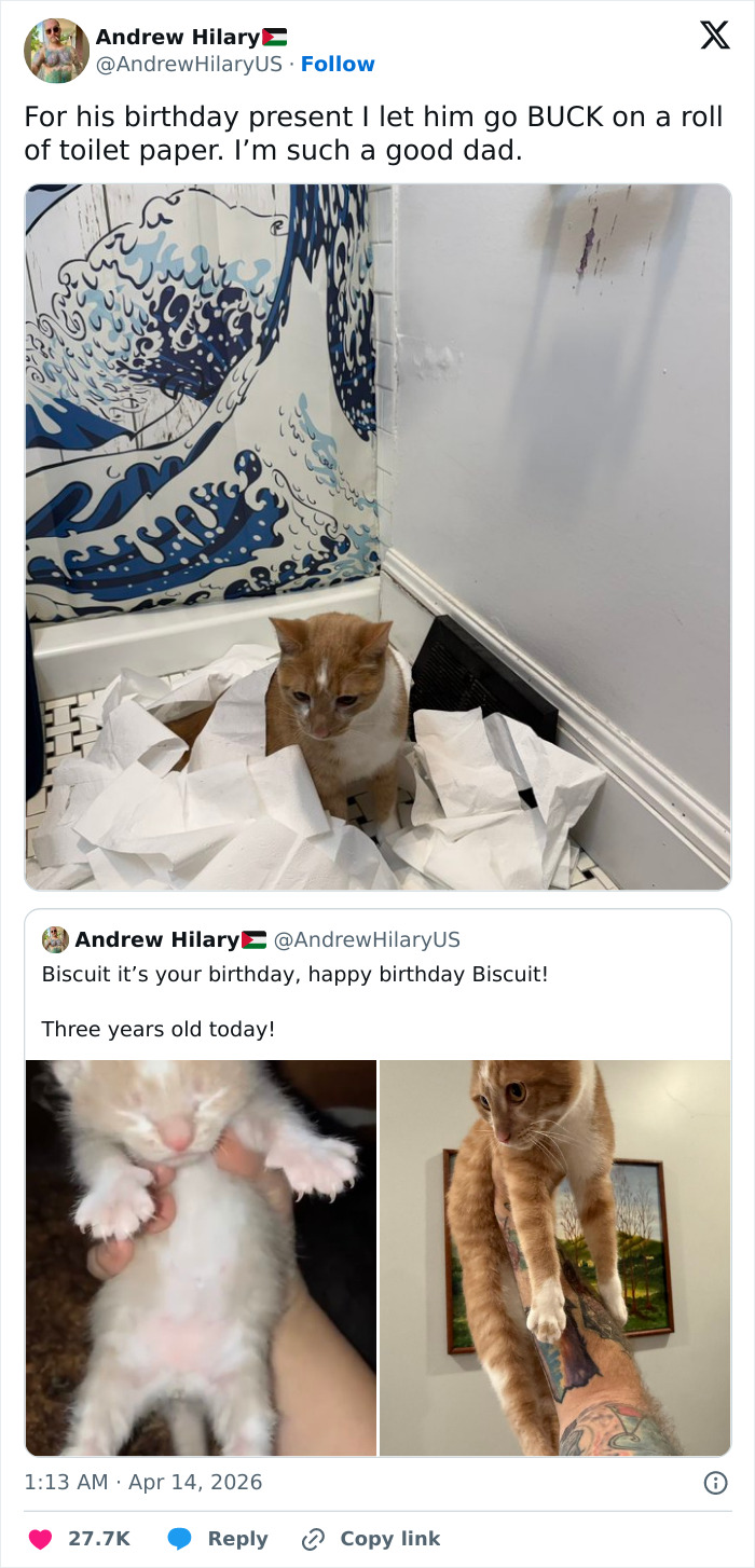 55 Hilariously Accurate Cat Tweets That Every Cat Owner Should ...