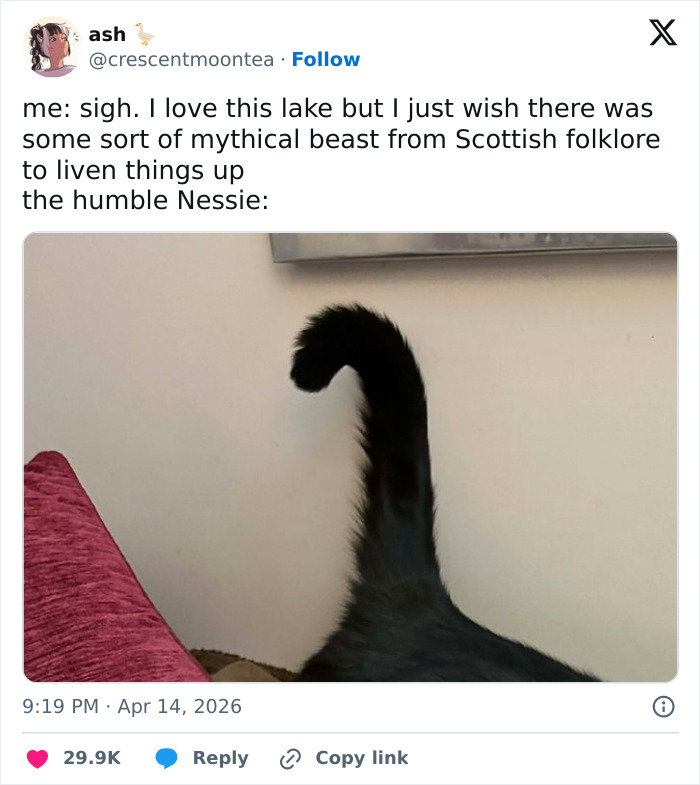 A funny tweet showing a black cat's tail resembling the Loch Ness Monster, confirming cats are adorable and weird.