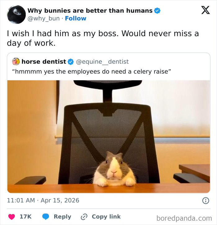 Rabbit sitting at desk in office chair animal memes