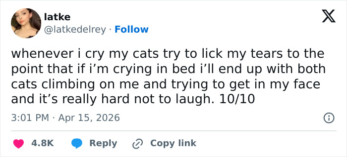 A tweet from latke describes her cats trying to lick her tears when she cries, making it hard not to laugh. Funny tweets, cats, manipulative.