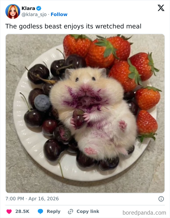 Hamster with berry-stained cheeks on a plate of fruit meme