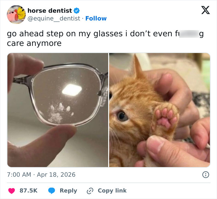 A tweet showing glasses with a cat paw print and an adorable kitten with pink toe beans. Cats are emotionally manipulative!