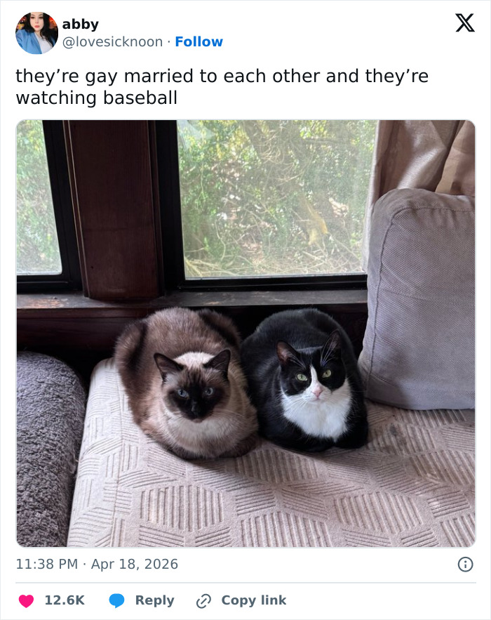 Two adorable cats, one Siamese and one tuxedo, sit loafed on a patterned cushion by a window, proving cats are funny.