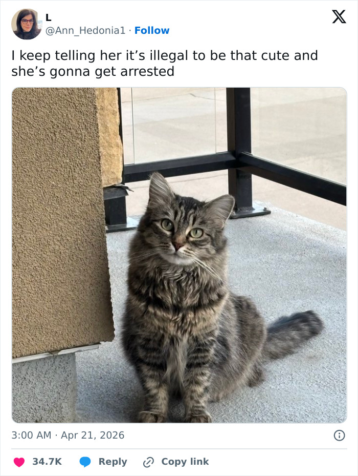 A fluffy, adorable tabby cat, looking directly at the camera, illustrating how cats are emotionally manipulative and cute.