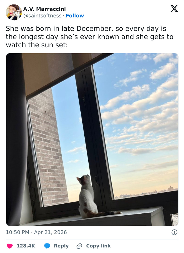 A small, adorable cat sits on a windowsill, looking up at the sky and clouds. Cats are equal parts adorable, weird, and emotionally manipulative.