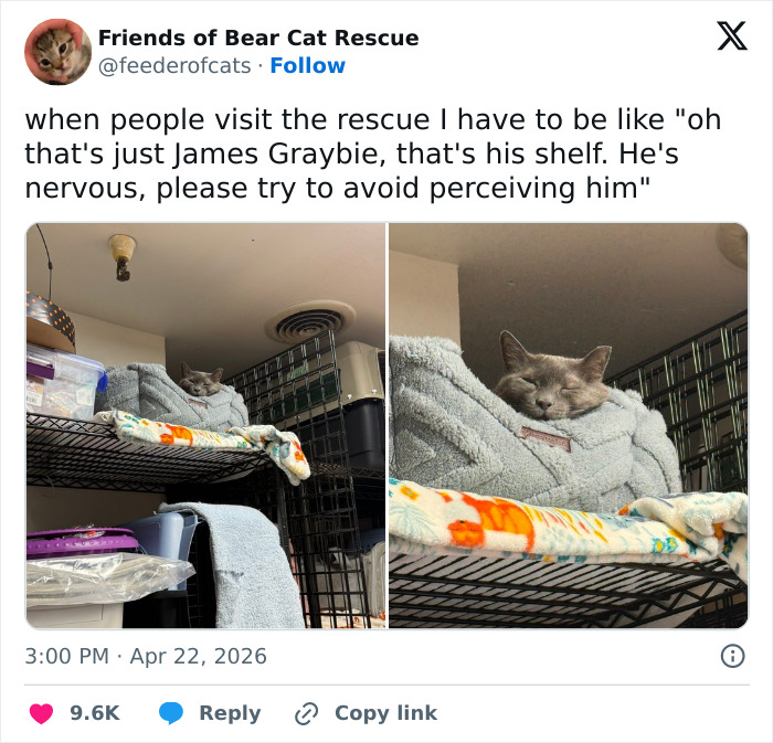 A gray cat is nestled in a soft, blue bed on a shelf. The cat is emotionally manipulative, eyes closed, seemingly sleeping.
