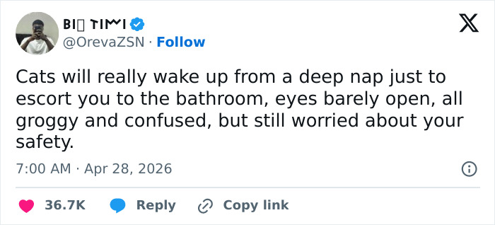A tweet confirming cats are emotionally manipulative and adorable, describing them escorting owners to the bathroom, half-asleep.