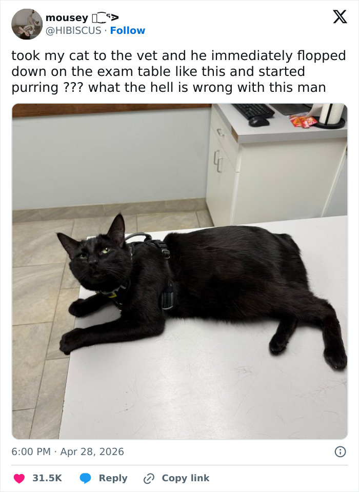 A funny tweet shows a black cat lying comfortably on a vet exam table, proving cats are adorable and weird.